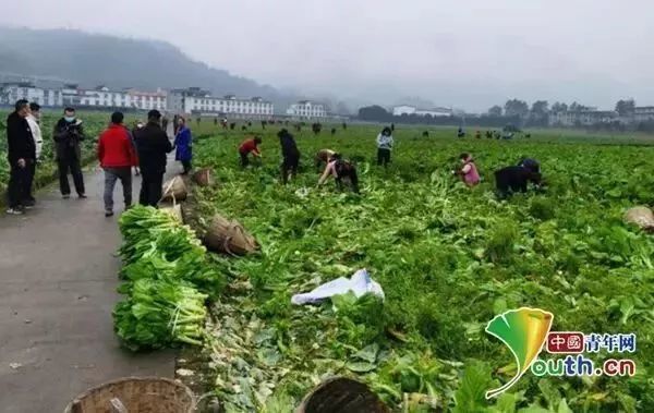 四川回应菜地被插违反大气法