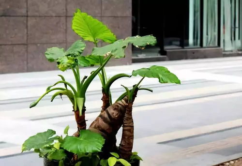 医生回应男孩误食滴水观音事件，植物冒险引发惊险一刻