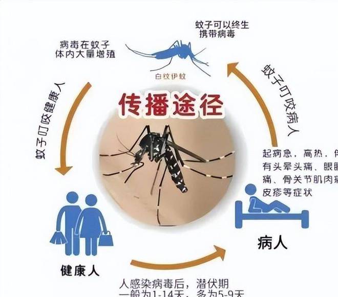 广东一周新增登革热病例达1770例，应对指南助你应对疫情挑战