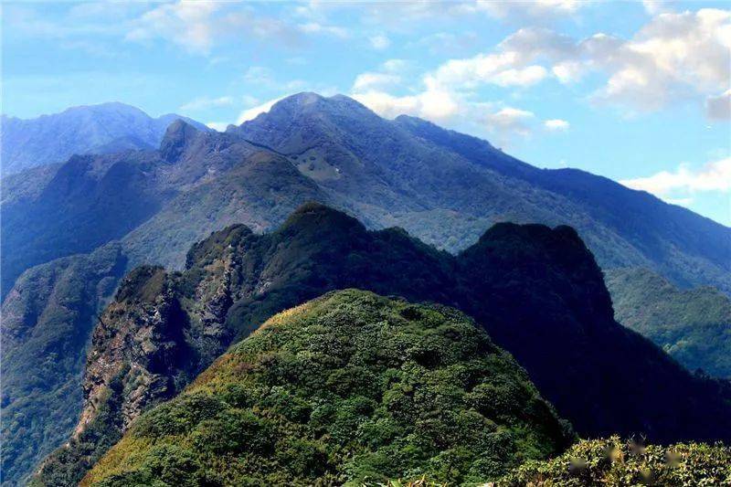 哀牢山神秘鸟鸣与科考之旅，鸟叫声如人类般婉转交流