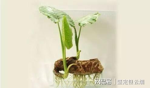 男孩误食滴水观音生死危机瞬间逆转，科技守护生命，智能识别植物与食品科技拯救生命奇迹