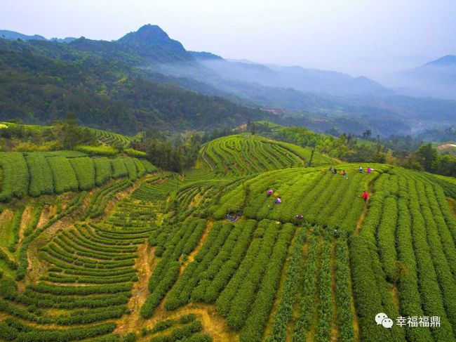 探索茶韵秘境，统筹做好茶文化大文章