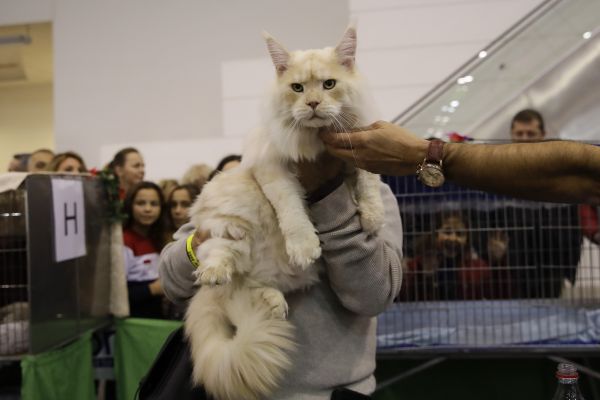 王欣瑜再现猫咪狩猎，探索人与猫科动物的奇妙互动之旅