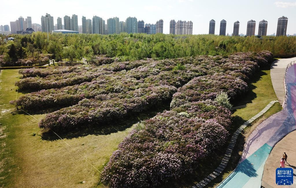 丁香五月最新盛开，芬芳迷人