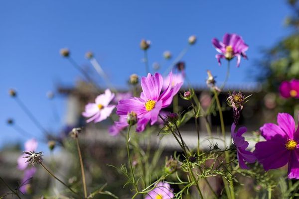 黄芩最新价格及自然美景探索之旅，寻找内心平和与宁静的旅程