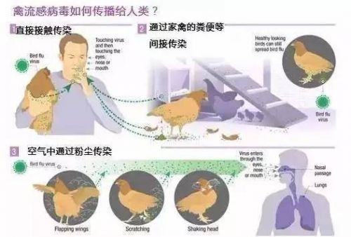 H7N9禽流感最新动态与小巷美食探秘