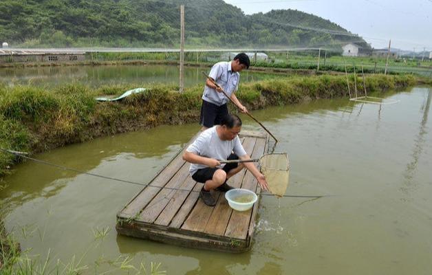 泥鳅价格最新行情深度解析，回顾与洞察市场趋势