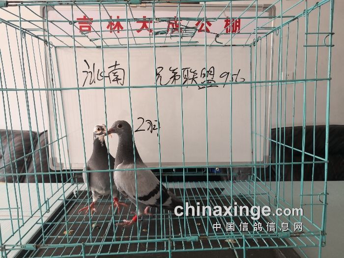 大成赛鸽公棚最新动态，科技重塑鸽界，竞技未来体验展新篇章