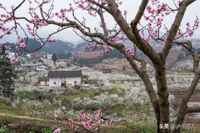 松雅湖花海探秘，独特花海与隐藏小店的魅力之旅