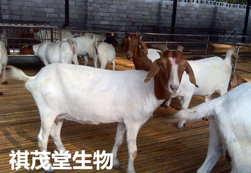 羊价波动背后的经济逻辑揭秘，最新羊价格走势分析！