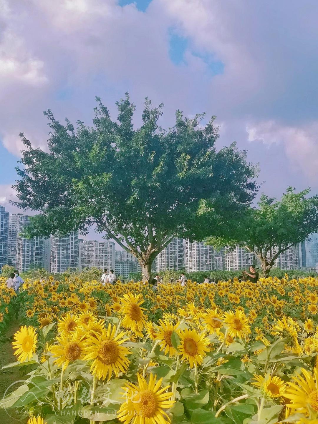 美图手机最新款购买与使用指南大全