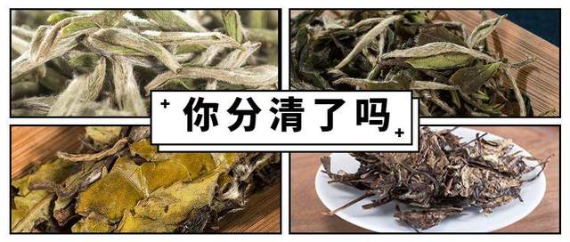 白茶价格揭秘，探寻价值背后的故事，一斤究竟多少钱？
