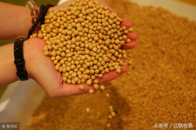 今日豆粕市场风云，最新价格与时代地位解读