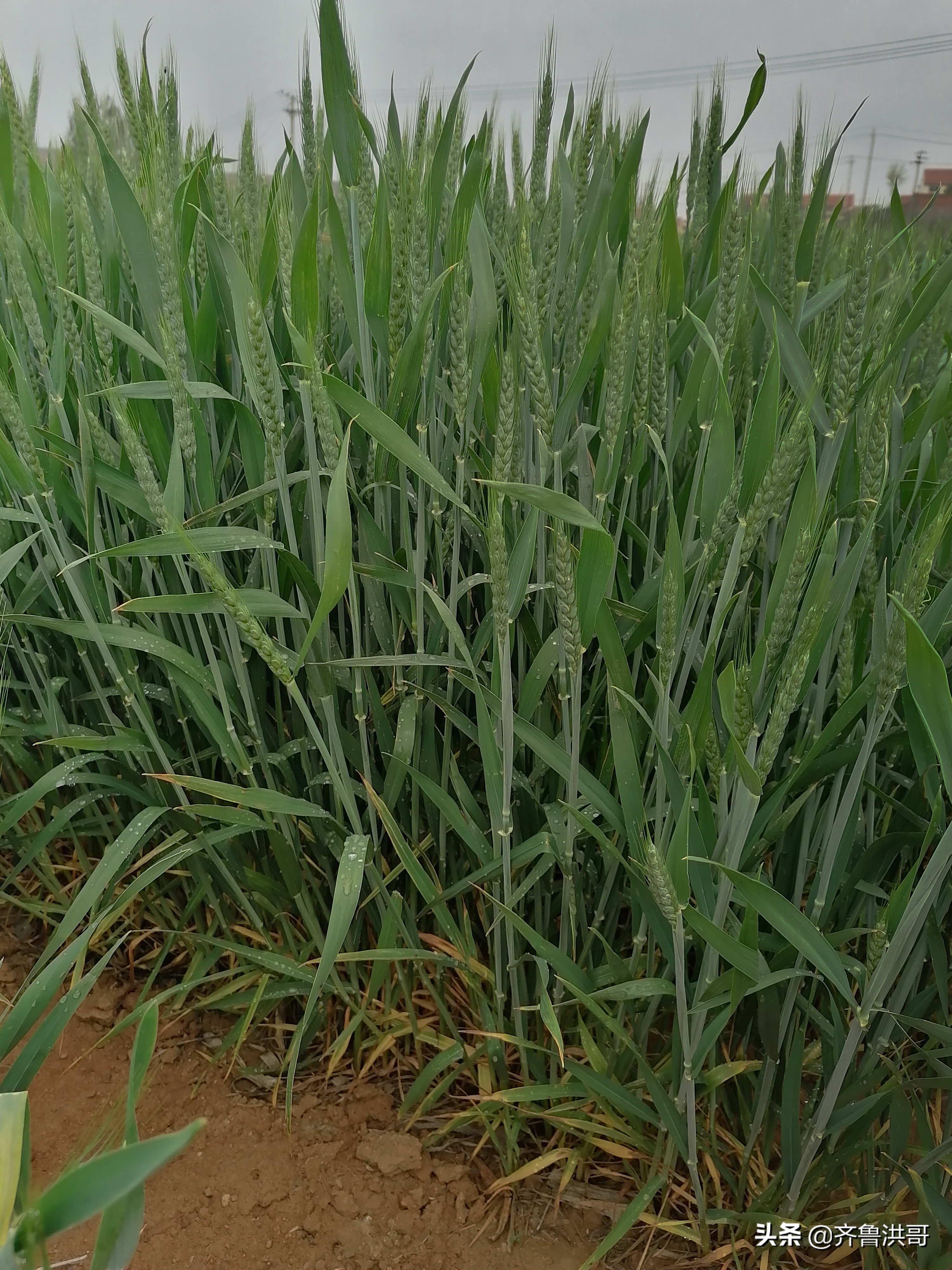 商丘小麦最新价格揭秘，麦浪之旅探寻内心平静之道