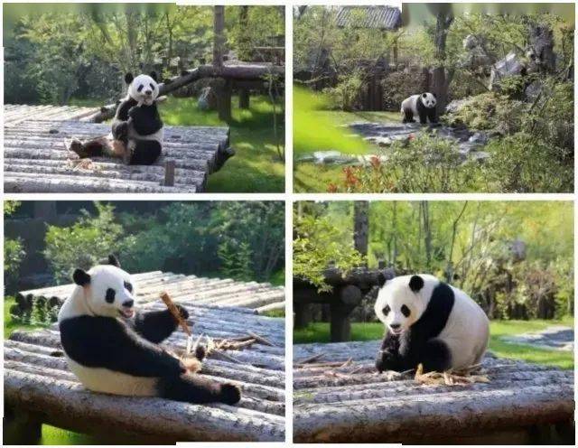 最新动物园，动物福利与科技融合展现完美体验