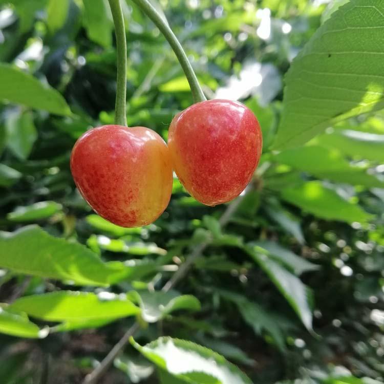 第498页