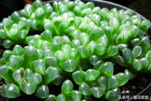 蒜片最新价格走势，机遇与挑战中的自信与成就感之源